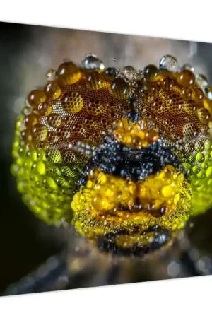 Schilderij - Insectenogen, detail Darmowa dostawa
