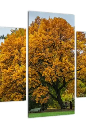 Zamów teraz Schilderij - Boom