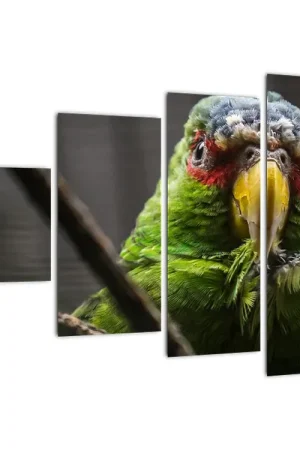 Niska cena Schilderij - Papagaai