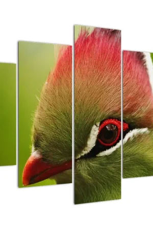 Schilderij - Bonte vogel Ostatnia szansa