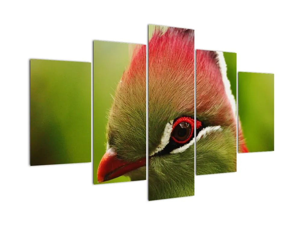 Schilderij - Bonte vogel Ostatnia szansa