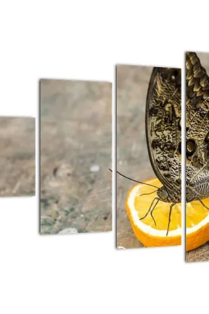 Schilderij - Vlinder Tani