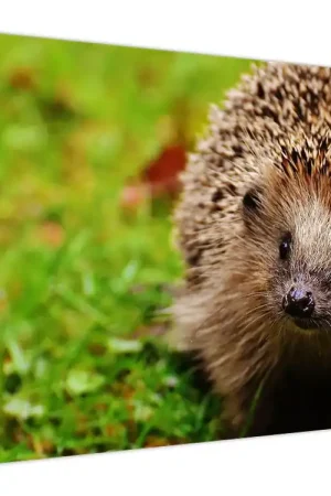 Schilderij - Egel Zamów teraz