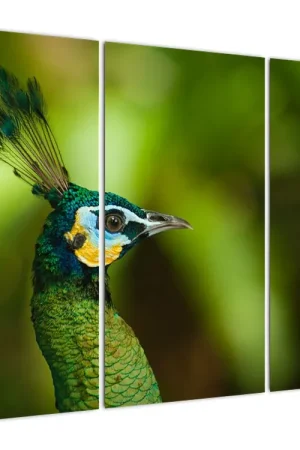 Najlepsza cena Schilderij - Pauw