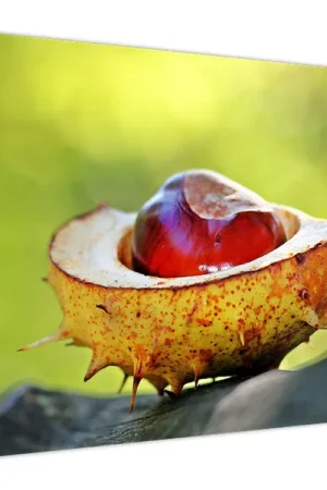 Schilderij - Kastanje Tani