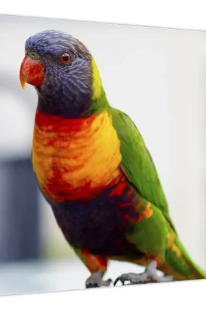 Szybka dostawa Schilderij - Papagaai