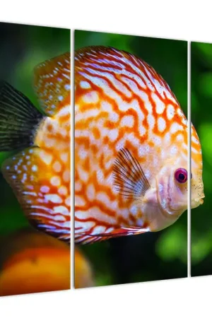 Schilderij - Vis Nowość