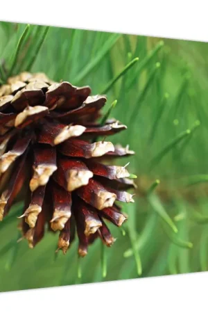 Schilderij - Pijnappel Niska cena