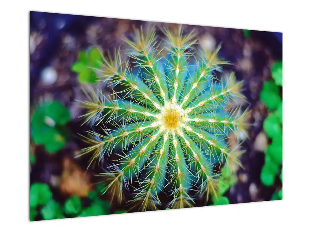 Schilderij - Cactus Oferta