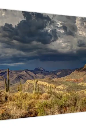 Schilderij - Cactussen in de vrije natuur Oferta limitowana
