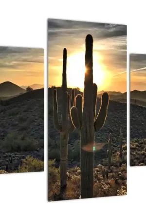 Ekspresowa dostawa Schilderij - Cactussen in de zon