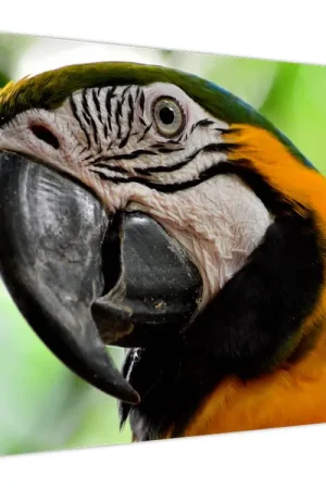 Schilderij - Papagaai Bezpieczna płatność