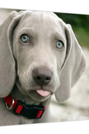 Tylko dziś Schilderij - Weimaraner, pup