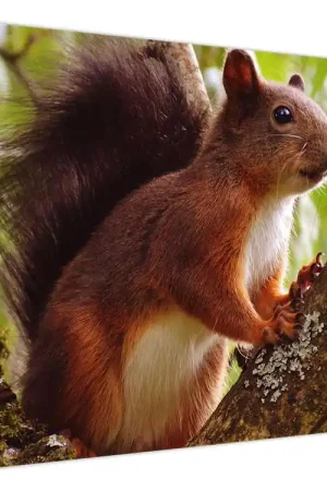 Kup teraz Schilderij - Eekhoorn