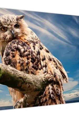 Schilderij - Uil Bezpieczna płatność