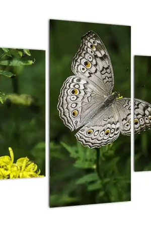 Schilderij - Witte vlinder Niska cena