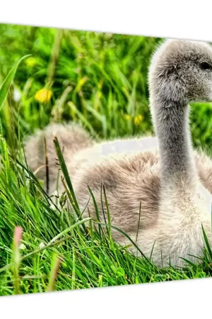 Tani Schilderij - Kleine zwaan in het gras