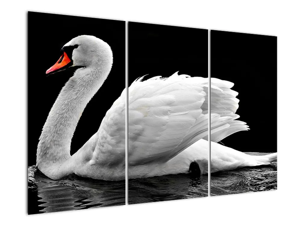 Schilderij - Zwart-witte zwaan Autentyczny