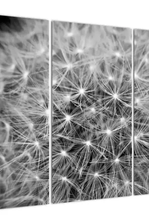 Schilderij - Grijze paardebloem Tylko dziś