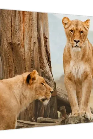 Schilderij - Twee leeuwinnen Promocja