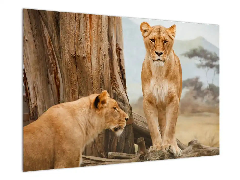 Schilderij - Twee leeuwinnen Promocja