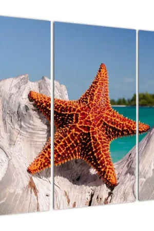 Rabat Schilderij - Zeester