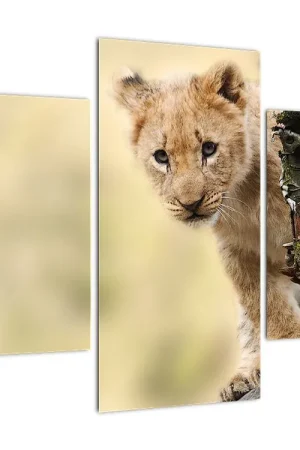 Oferta Schilderij - Leeuwtje