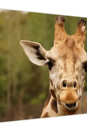 Schilderij - Giraf Bezpieczna płatność
