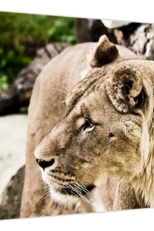 Szybka dostawa Schilderij - Leeuwin