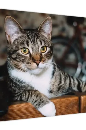 Schilderij - Poes Oryginalny