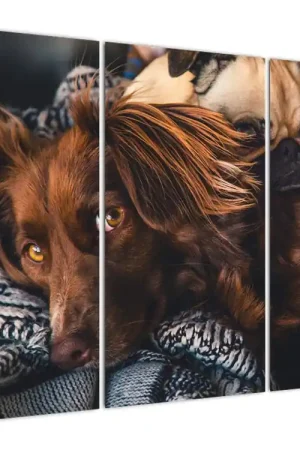 Niska cena Schilderij - Liggende honden