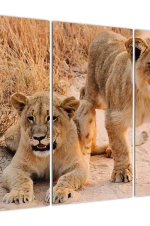 Ekspresowa dostawa Schilderij - Leeuwtjes