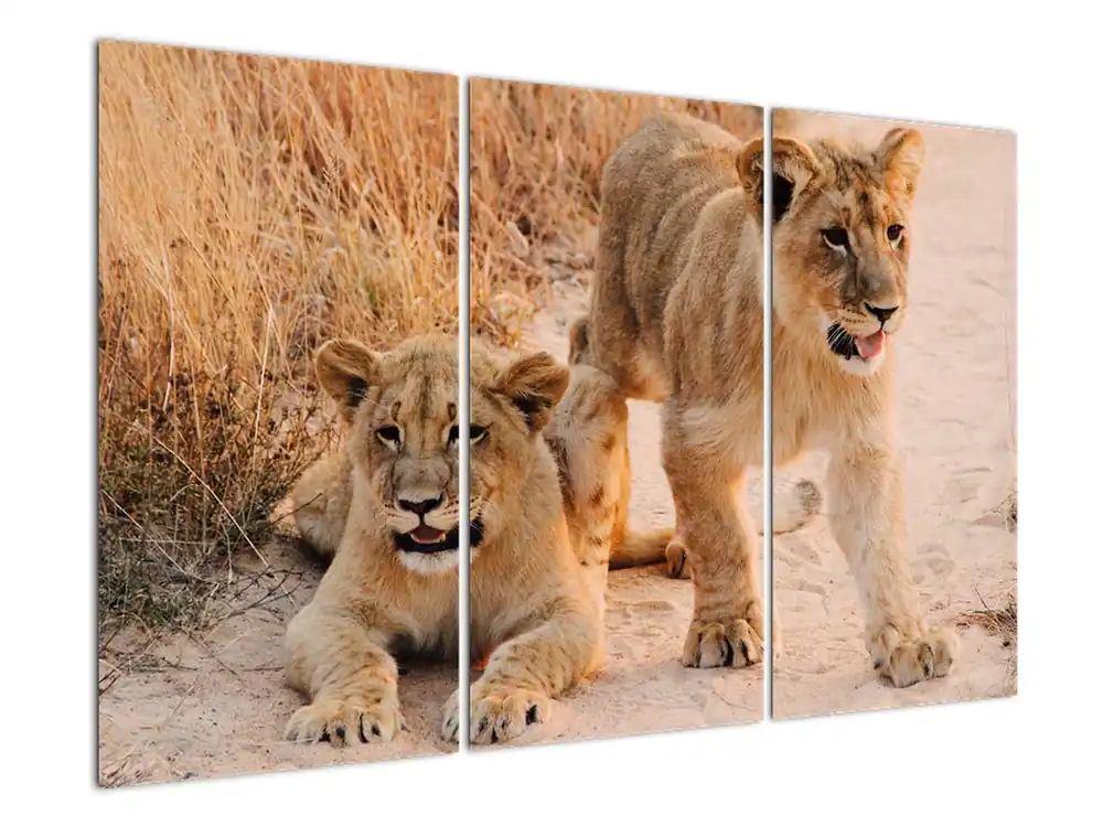 Ekspresowa dostawa Schilderij - Leeuwtjes