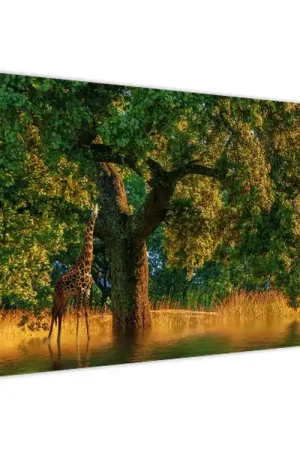 Schilderij - Giraffen in het wild Premium