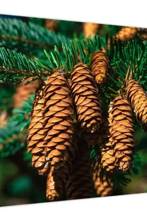 Wysoka jakość Schilderij - Pijnappels