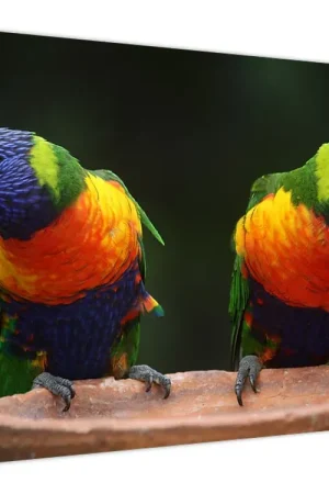 Szybka dostawa Schilderij - Papagaaien
