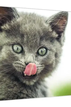 Kup teraz Schilderij - Kitten likt zich af