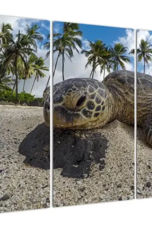 Schilderij - Schildpad Ostatnia szansa