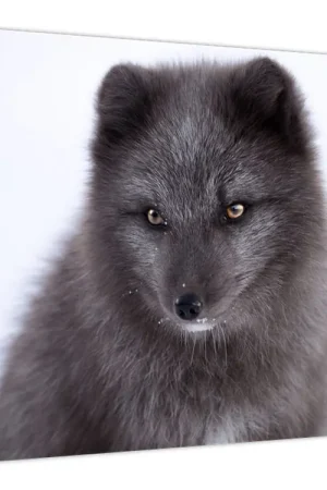 Kup teraz Schilderij - Poolvos