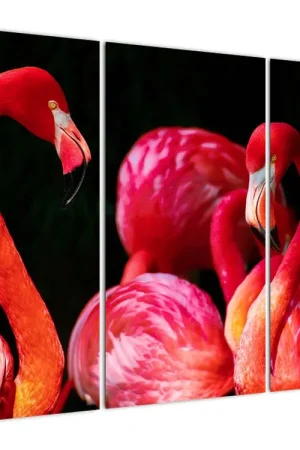 Nowość Schilderij - Rode flamingo´s