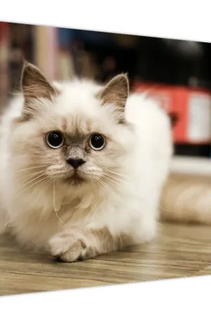 Schilderij - Witte poes Ekspresowa dostawa