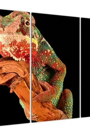 Schilderij - Kameleon op tak Premium