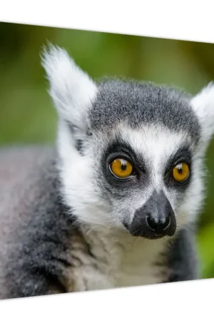 Schilderij - Ringstaartmaki Promocja