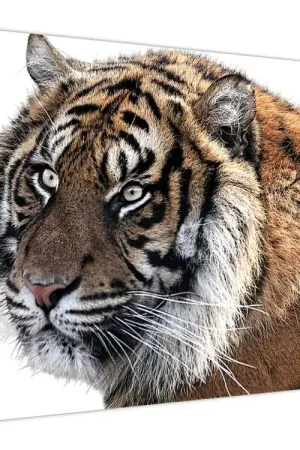 Oryginalny Schilderij - Tijger