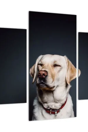 Schilderij - Labrador Premium