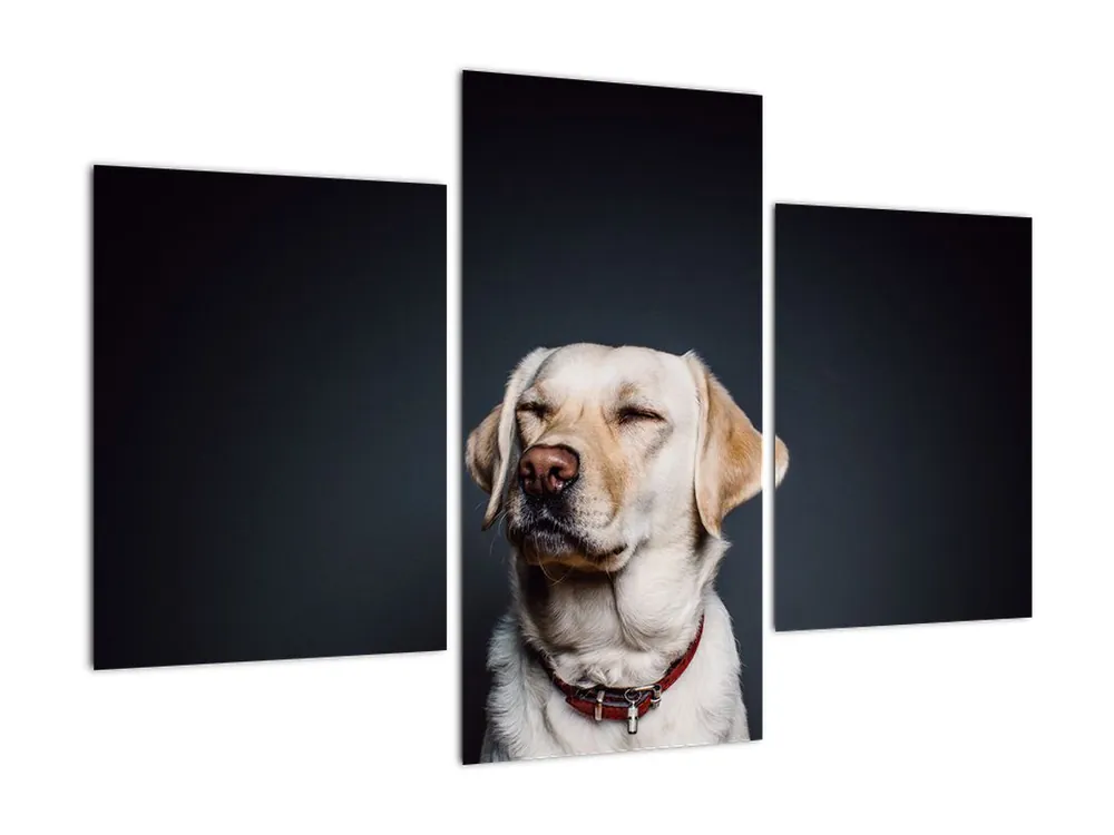 Schilderij - Labrador Premium