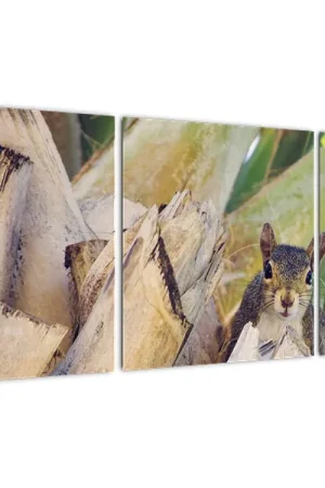 Schilderij - Eekhoorn op boom Rabat