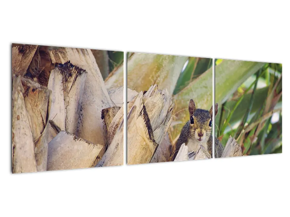 Schilderij - Eekhoorn op boom Rabat