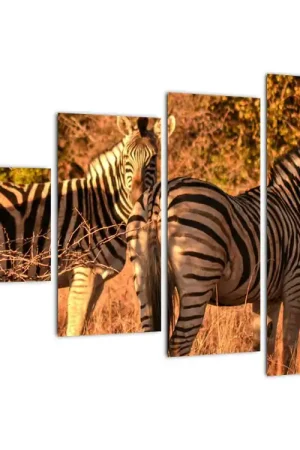 Schilderij - Zebra´s Najlepsza cena