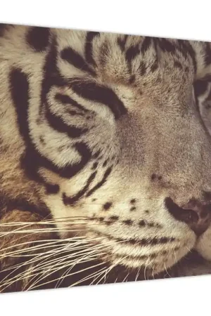 Oferta Schilderij - Tijger
